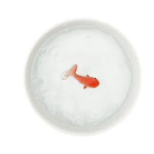 Bol Poisson Rouge-SUCK UK Sale