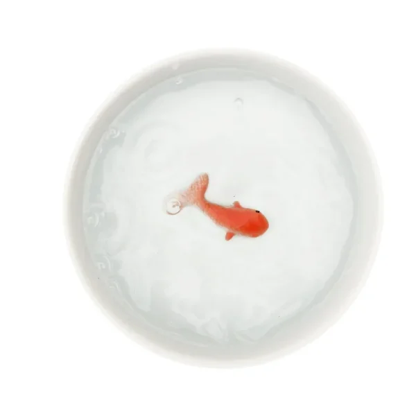 Bol Poisson Rouge-SUCK UK Sale