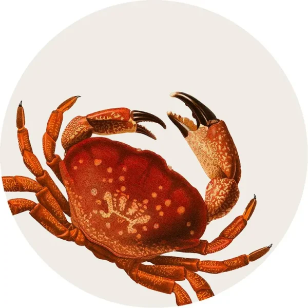 Set De Table Crabe-PODEVACHE New